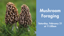 Mushroom Foraging
